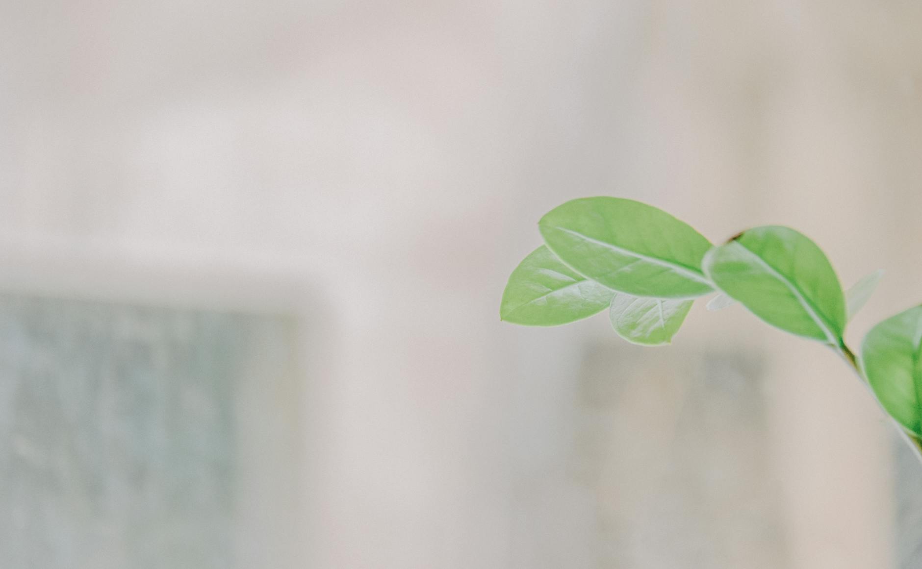 close up photo of green leaves